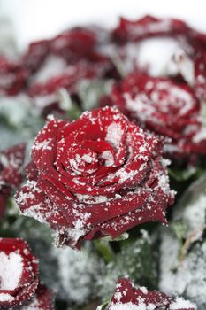 A solitaire red rose in the snow