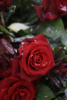 red roses with some snowflakes