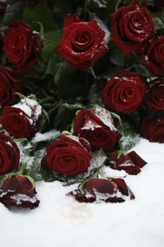 A bouquet of red roses in the snow