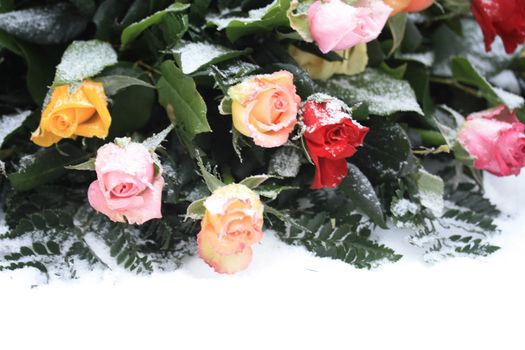 A mixed rose bouquet in the snow, yellow, pink and red