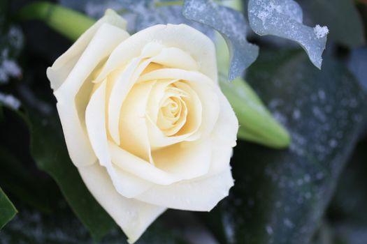 A solitaire white rose in the snow