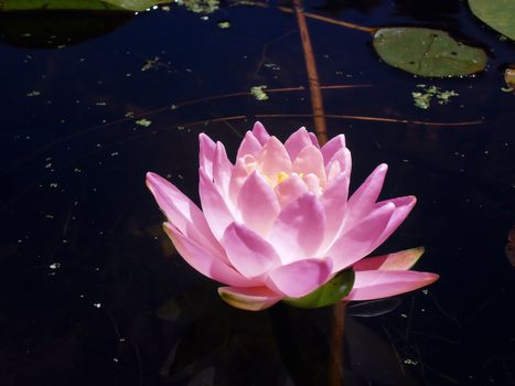 pink lotus flower floating on a pond