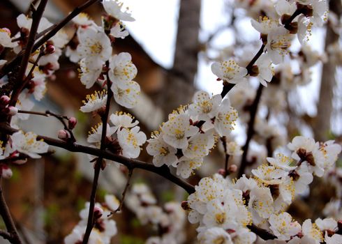 blowing cherry tree in the town garden