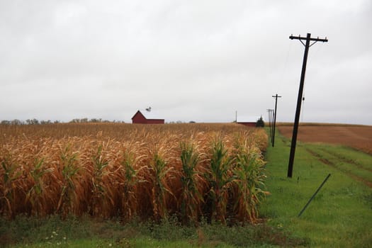 Rows of Illinois corn line up with telephone poles along Route 66
