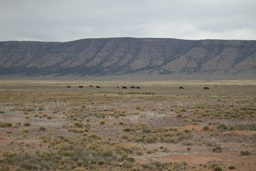 Cattle graze along isolated desert section of old Rt. 66.