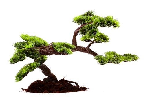 Small tree in traditional Japanese style bonsai.