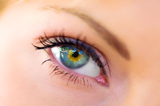 The macro beautiful female eye 
