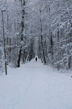 A long path in the woods, trees on both sides and lots of snow, a cold winter day.