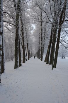 A long avenue with trees covered in snow a cold winter day. One person walking in the distant.