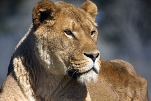 Photo of a lioness looking into the distance