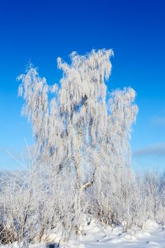 Birch branches are covered with fluffy snow