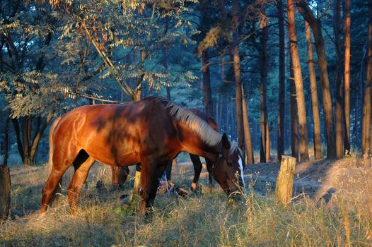 Horse in the forest