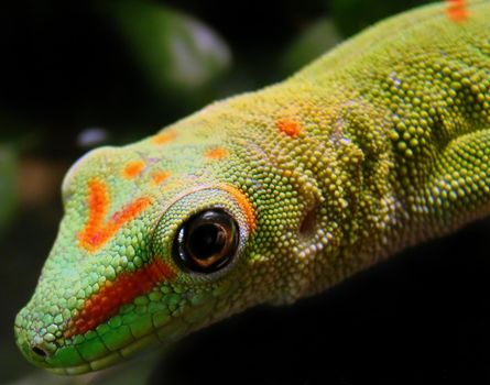           madagascar giant day gecko