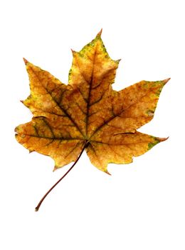 Leaf of the maple on white background.