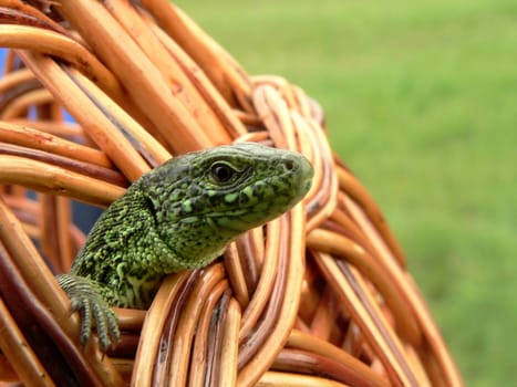 Journey of the lizard in woven basket