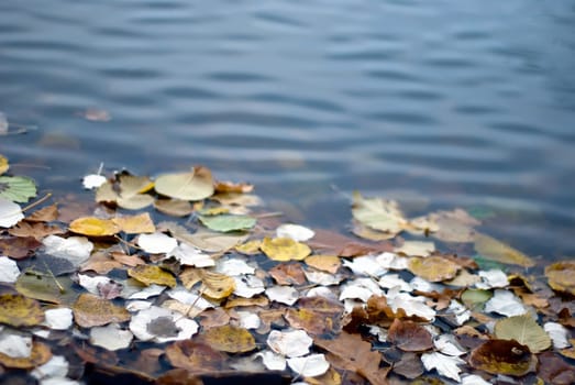 autumn leaves on the water