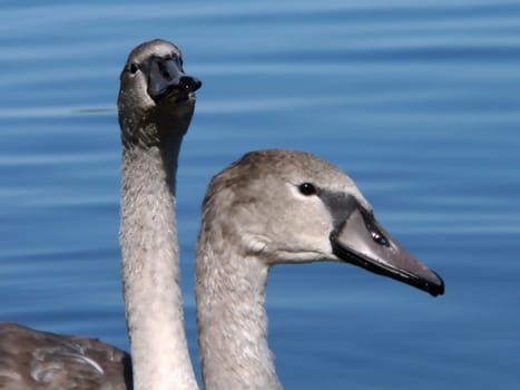 Two gray cygnets on ponds