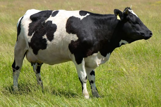 black and white cow grazing at the meadow