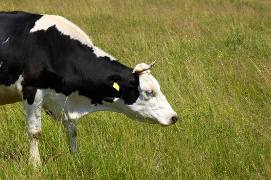 black and white cow grazing at the meadow, copyspace