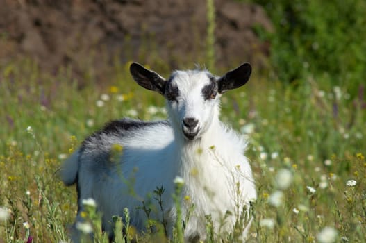 white kid grazing at the green meadow