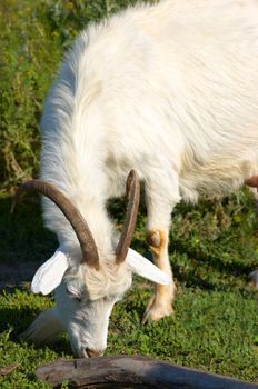 white bearded goat grazing at the green meadow