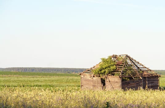 The old destroyed house in the field                                  