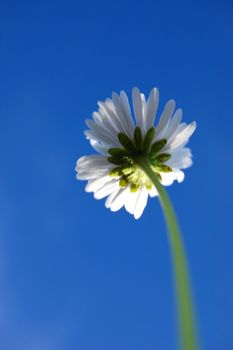 daisy from below under blue sky in summer