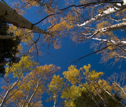 Caonpy of aspen trees on the Mount Saint Vrain trail in the Indian Peaks Wilderness of Colorado