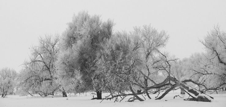 Trees in field near the Big Thompson River, Colorado