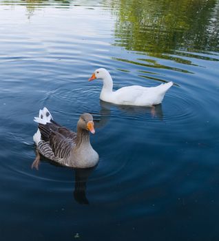 Geese and Ducks Swimming To Find Dinner