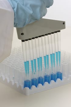 Laboratory worker using a multichannel 850�  pipette, dispensing an acurate amount of fluid.  Pipettes that dispense between 1 and 1000 �l are termed micropipettes