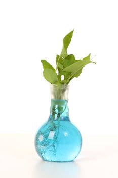 A plant species growing in a solution in a laboratory round flat bottom flask.