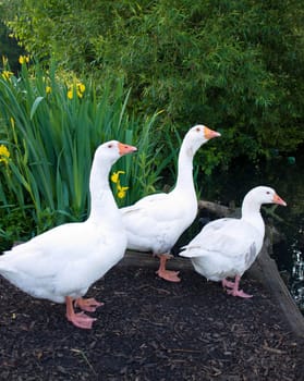 Pure White Geese With orange Beak Looking for Food