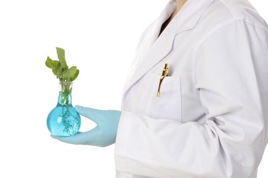 An agricultural or horticultural scientist holds a plant developed in a laboratory