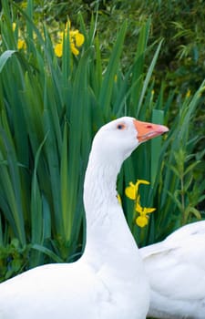 Pure White Geese With orange Beak Looking for Food