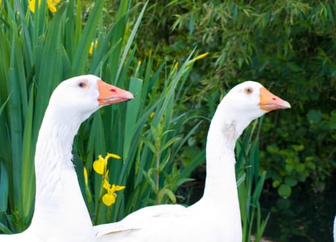 Pure White Geese With orange Beak Looking for Food
