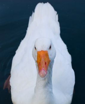 Nosey White Goose On Water Lake Looking At Camera