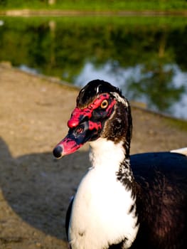 Strange Black Goose in Summer By English pond