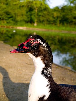 Strange Black Goose in Summer By English pond