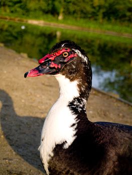 Strange Black Goose in Summer By English pond