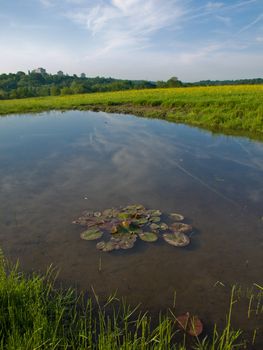 Small Pond in an English Field with Waterlillies