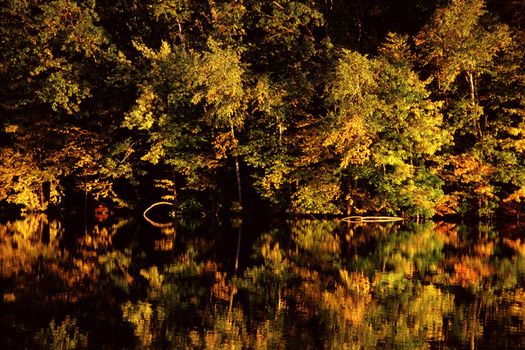 Some vivid foliage during autumn - a mirror image reflecting in the water.