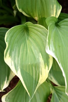 Closeup detail of a green and white leafed hosta plant.