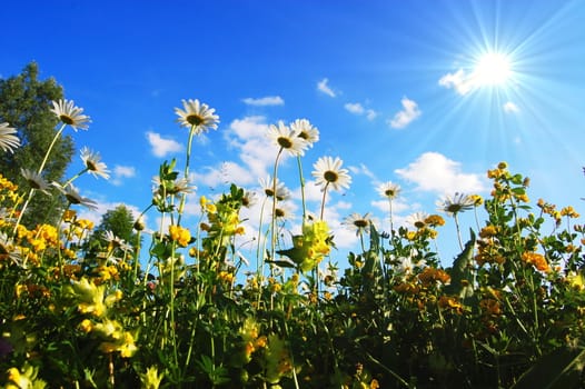 daisy flowers in summer from below with blue sky