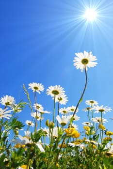 daisy flower in summer with blue sky