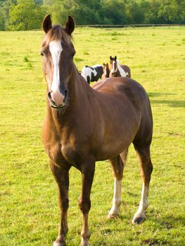 Horse in Beautiful Green Field in British Summer Morning