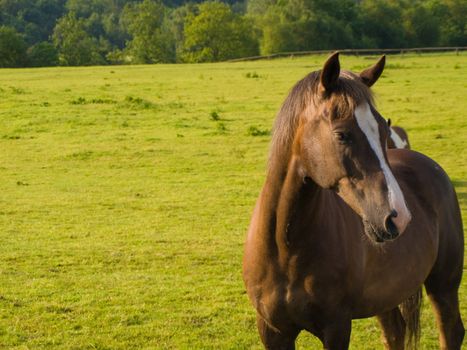 Horse in Beautiful Green Field in British Summer Morning