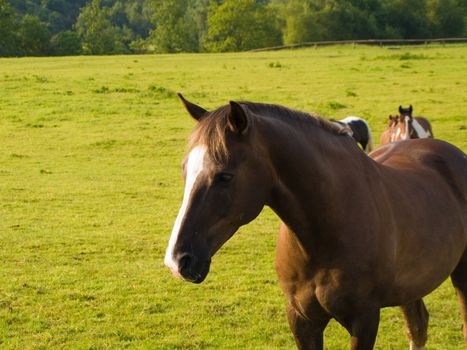 Horse in Beautiful Green Field in British Summer Morning