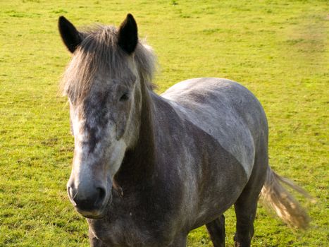 Horse in Beautiful Green Field in British Summer Morning