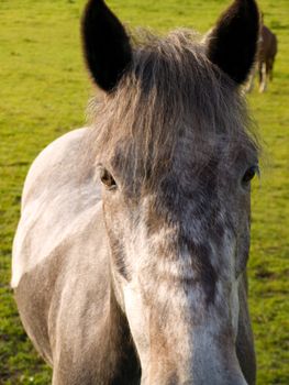 Horse in Beautiful Green Field in British Summer Morning